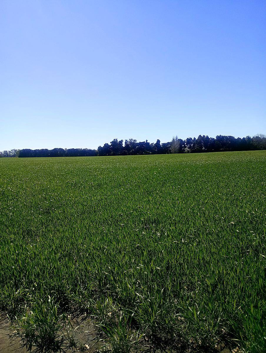 Venta. 80 Hectáreas Agricolas. Capitan Sarmiento.