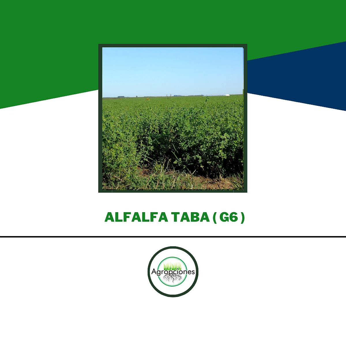 Semilla de Alfalfa Taba ( Grupo 6 )
