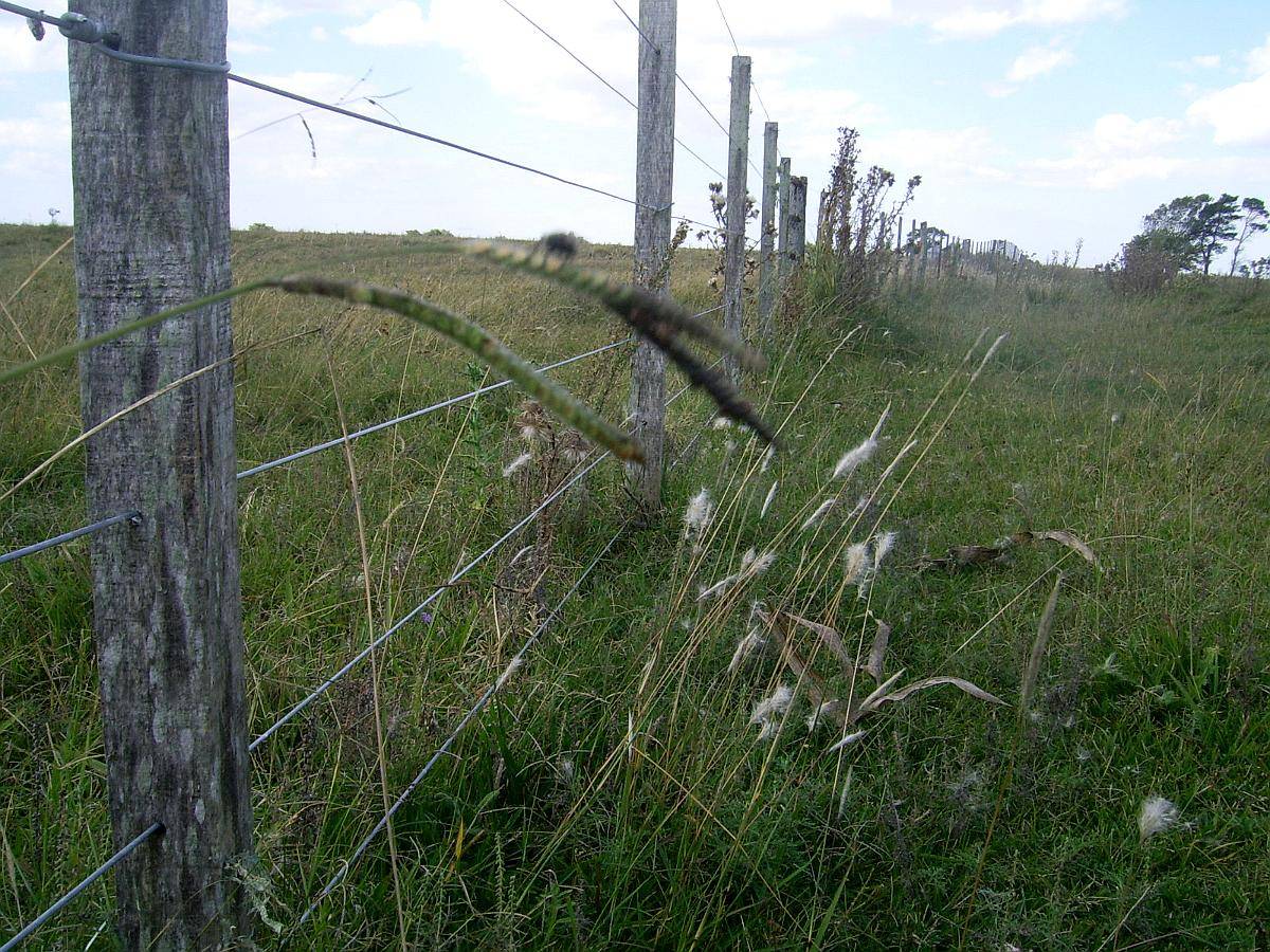 Alquiler 500 Ha de Cria Sobre la Ruta 11 Castelli