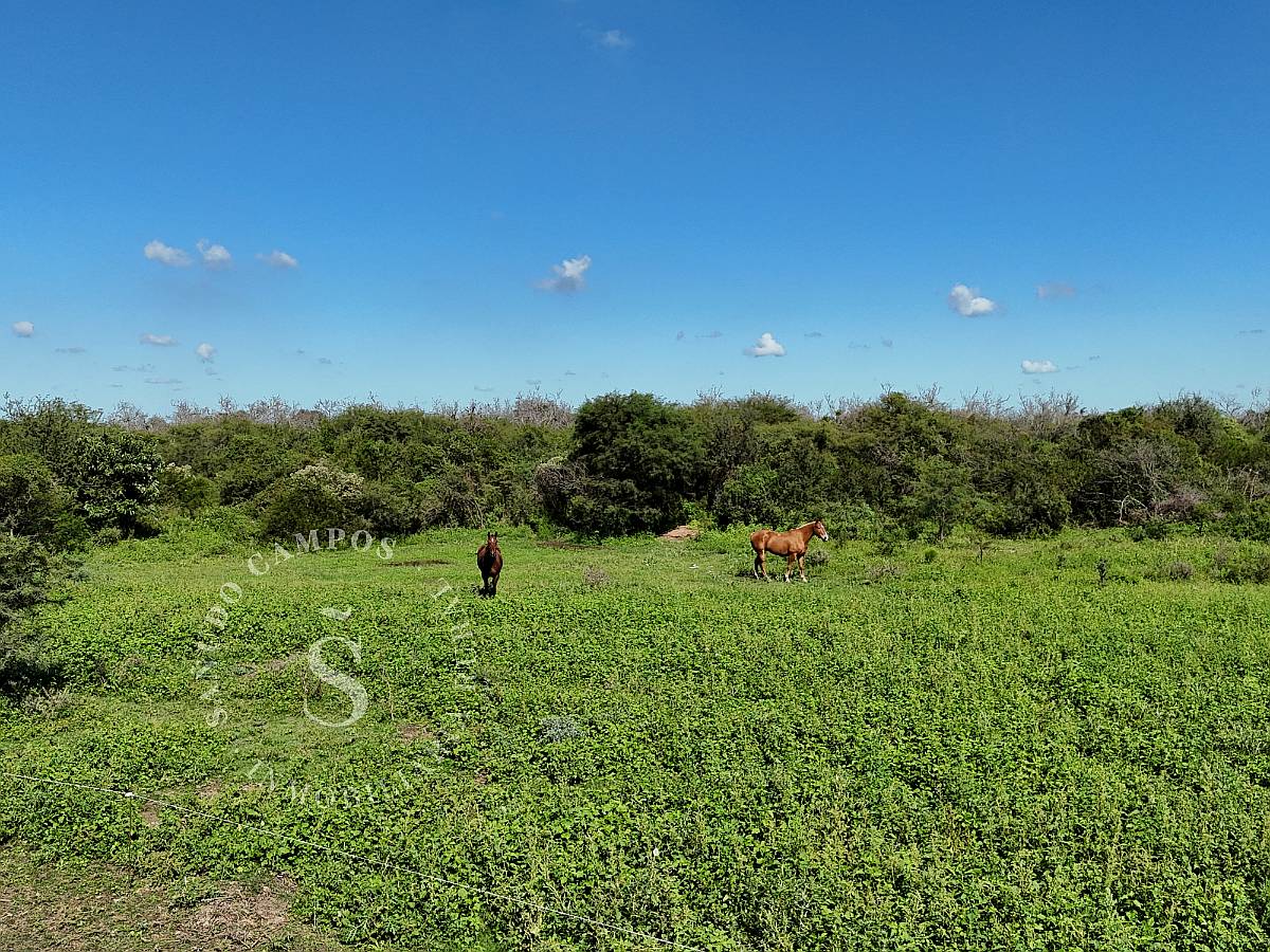 Ambrosetti, Santa FE. Venta 72 HA. Campo Mixto.