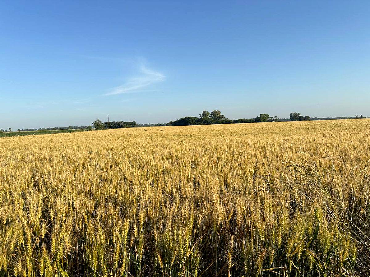 🌾 Campo de 10 Hectáreas en Venta – Suipacha, Buenos Aires