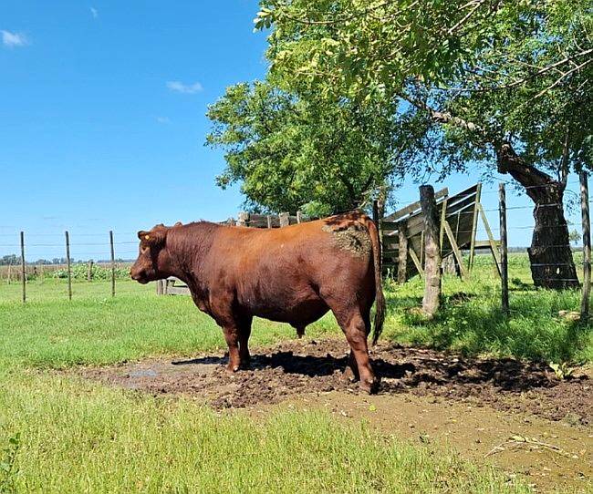 Toros Angus Negro y Colorado