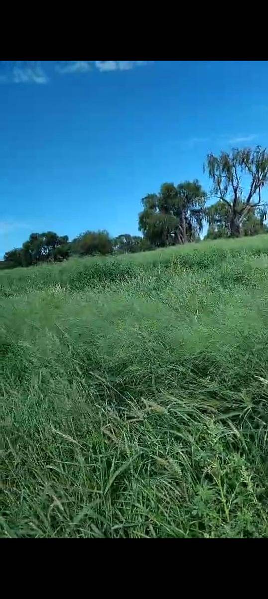 Vdo 1500 Has Norte CBA PA 450 Cabezas 650 DOL X Ha REC Prop