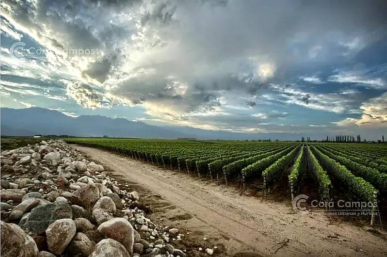 Se Vende Finca de 170ha con Plantaciones de AJO en San Carlo