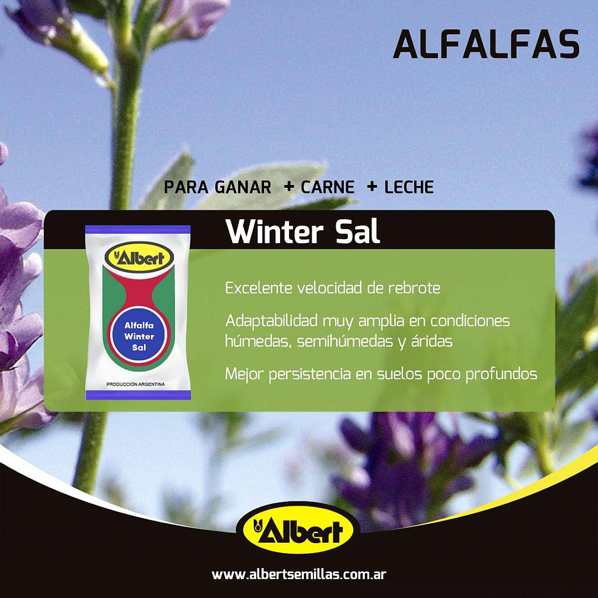 Alfafa Winter SAL (tolerante a Suelos Salinos)