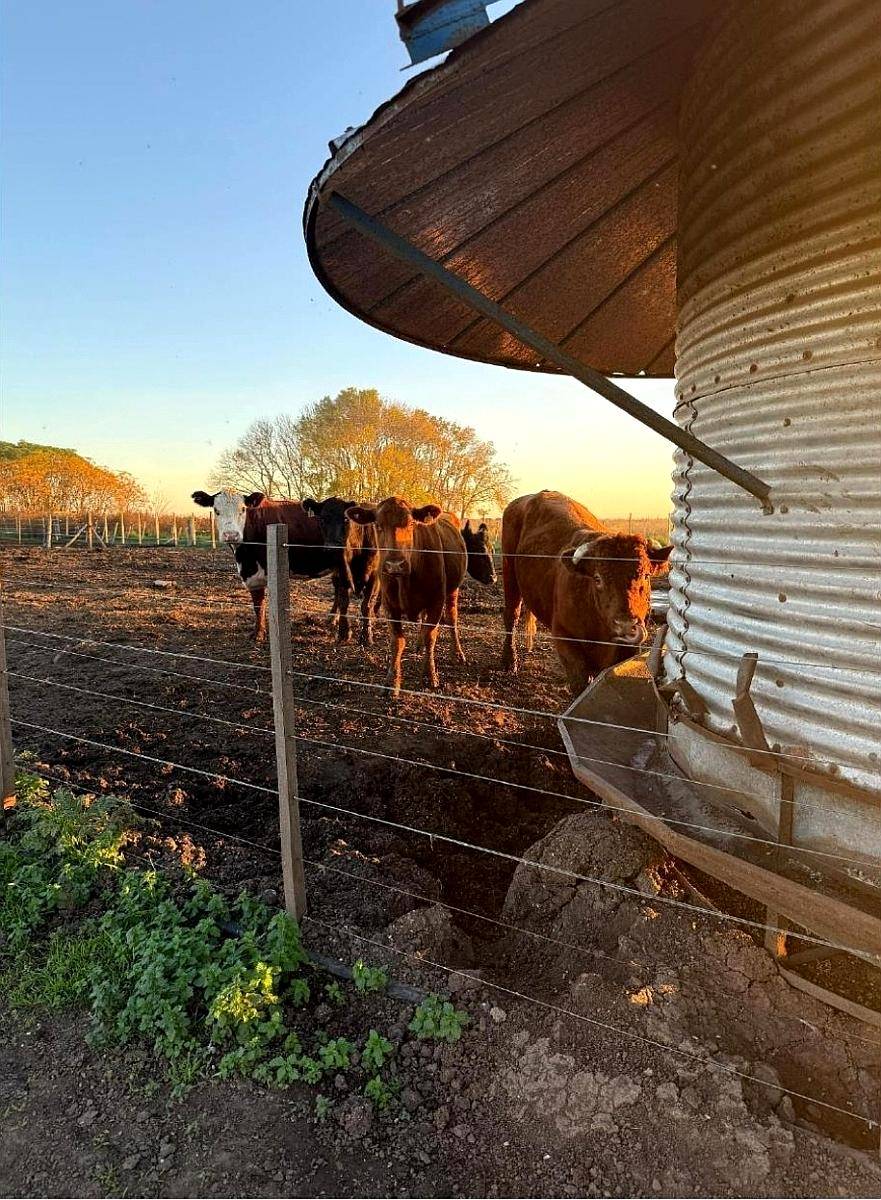 Campo Ganadero en Pergamino