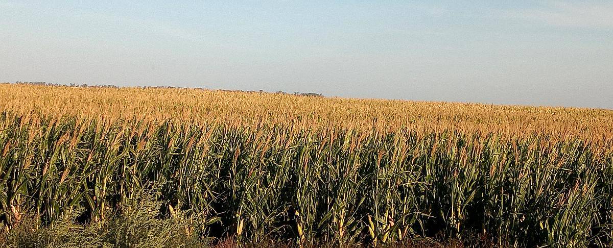 330ha Agrícolas en la Pampa