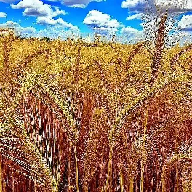 Vendo 82 Has Entre Mugueta y Arminda