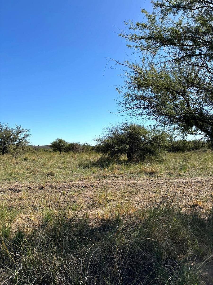 4855 HS. Ganaderas en Algarrobo (BS As).