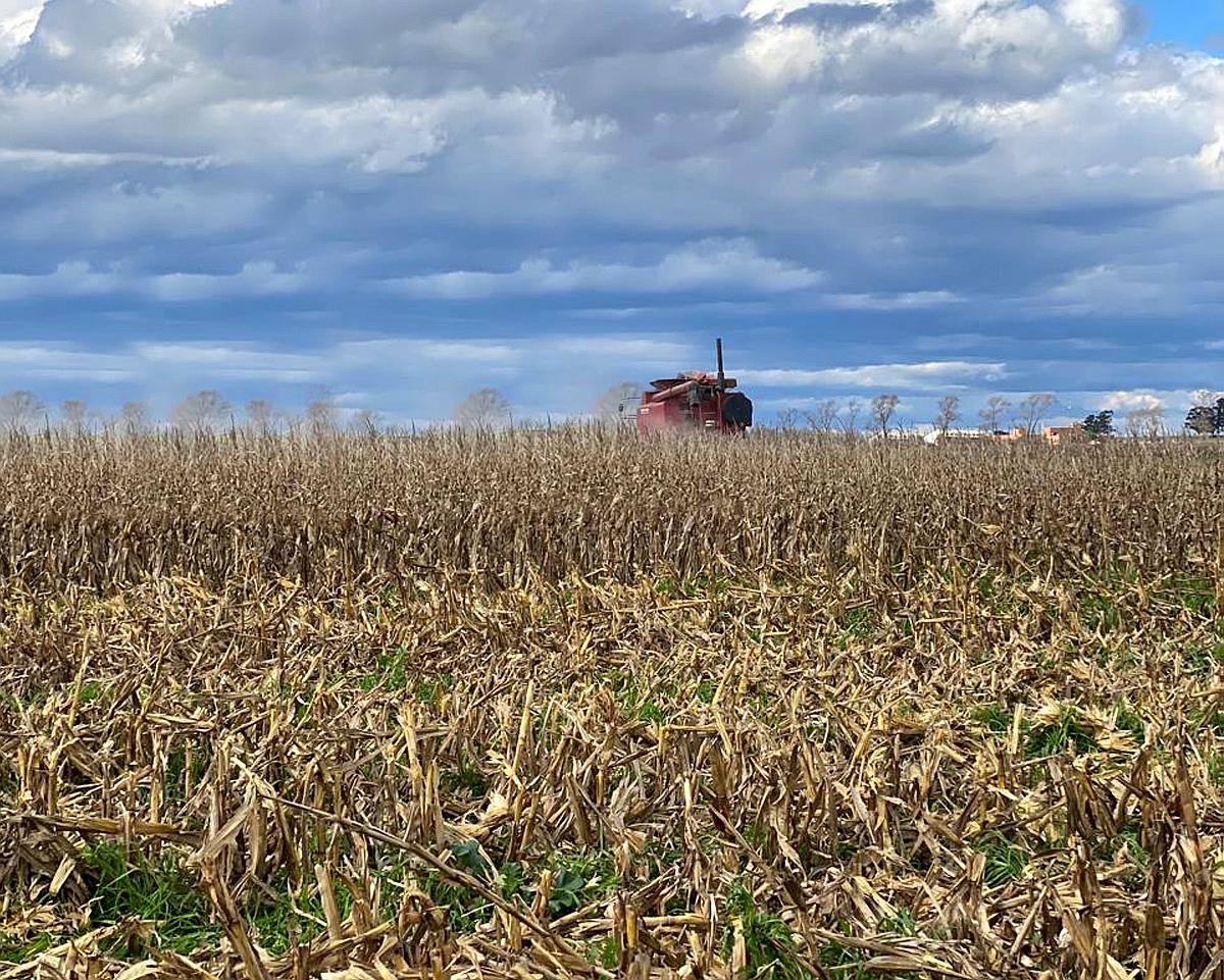 Vendo Campo Agrícola 370 Has Lobería