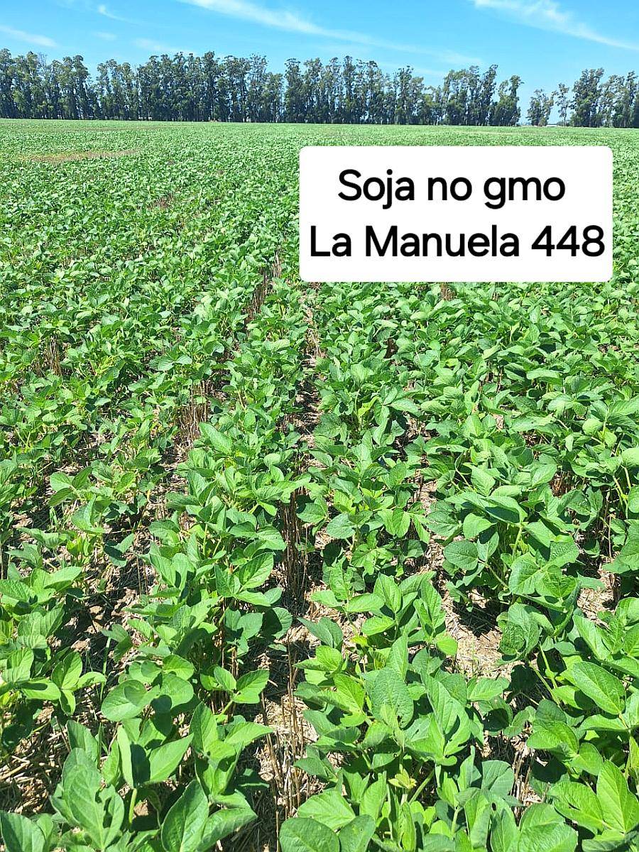Soja NO GMO Fiscalizada la Manuela 448