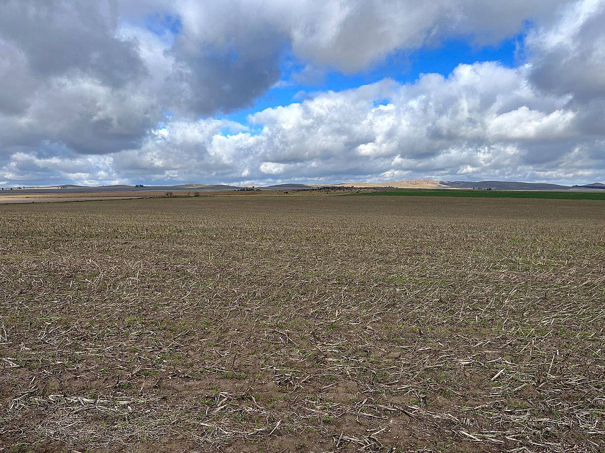 20 Hectáreas Pigue Sobre Ruta, Ideal Proyecto Inmobiliario
