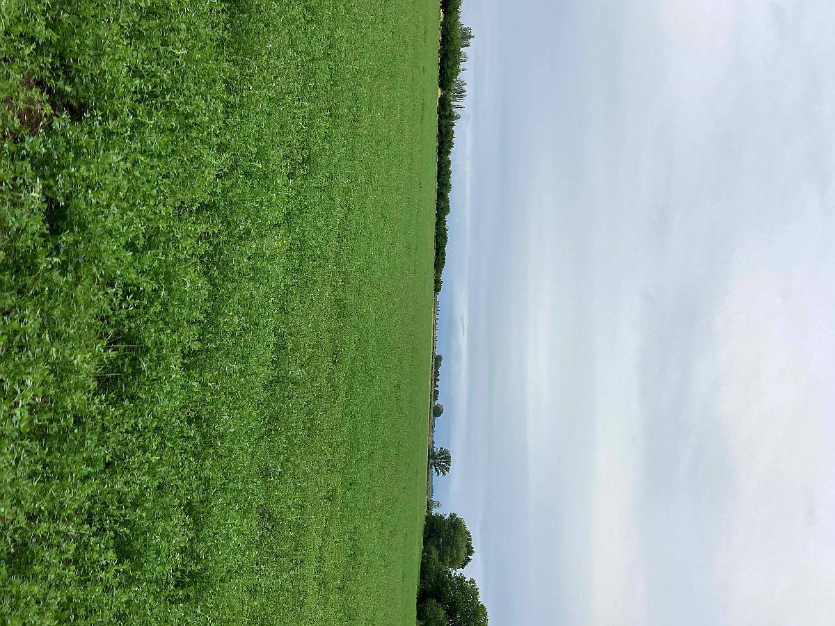 Vendo 71 Hcts, Alfalfa. con Maquinaria Completa Incluida