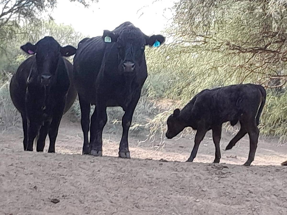 Ulapes 2.400 Has Sobre Asfalto