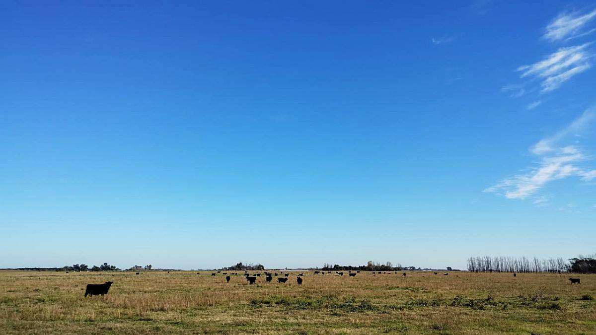 Loma Verde - 83 Ha - Buenos Aires
