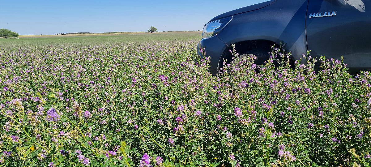 Vendo 500 Ha Batavia