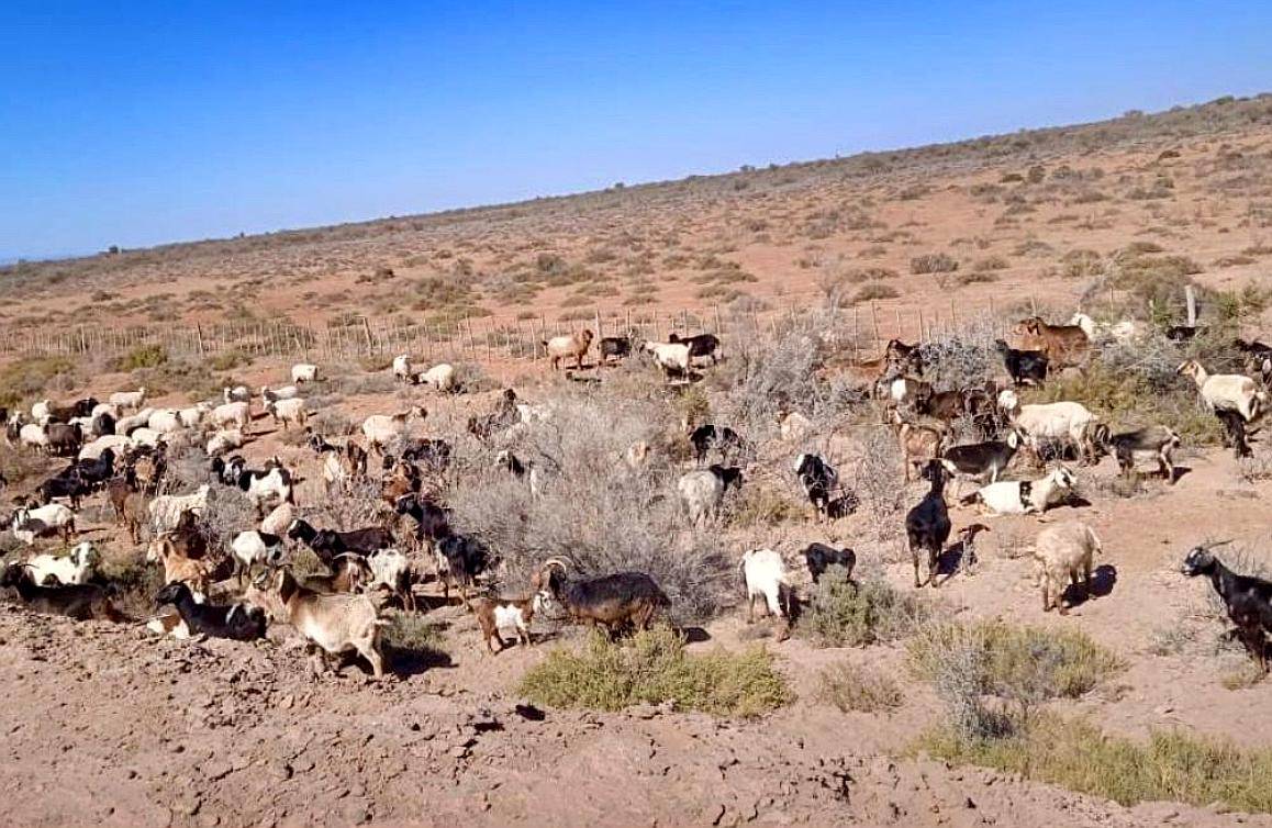 Alquilo Campo para Cultivo o Crianza de Animales