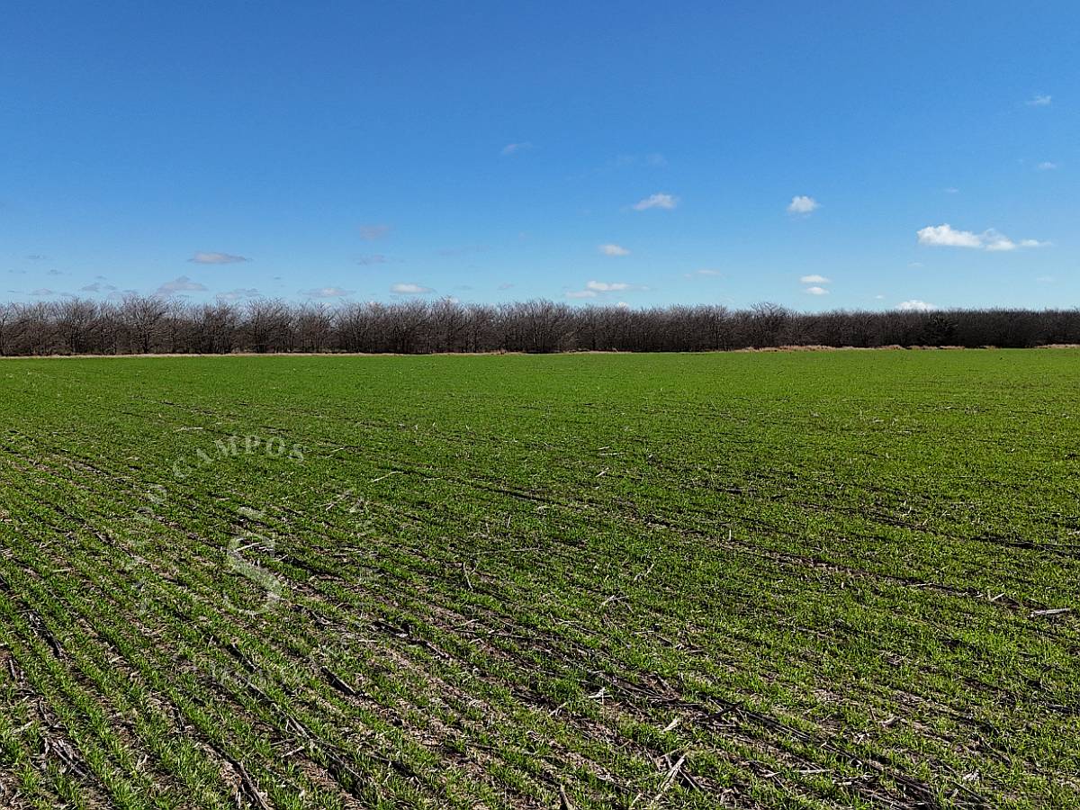 Venta Campo Agrícola. 87 HA. Santa Maria, Santa FE