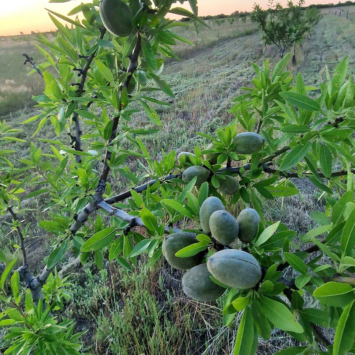 19ha con Almendros,casa, Riego por Goteo.medanos- Villarino
