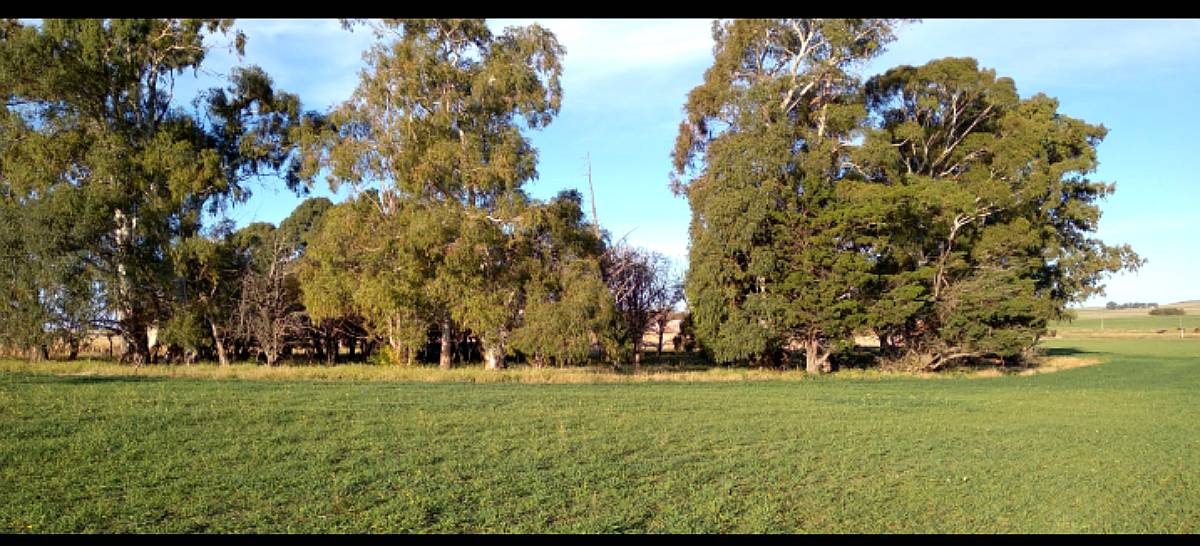 Vendo 70 Has Agrícolas Cnel Pringles