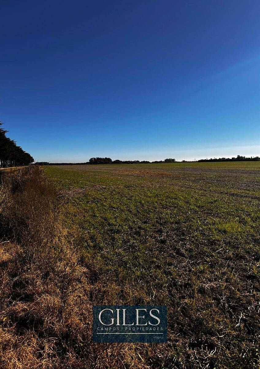 160 Hectáreas Agrícola Baradero Buenos Aires