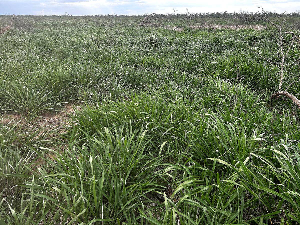 Dispongo de Campo para Capitalización