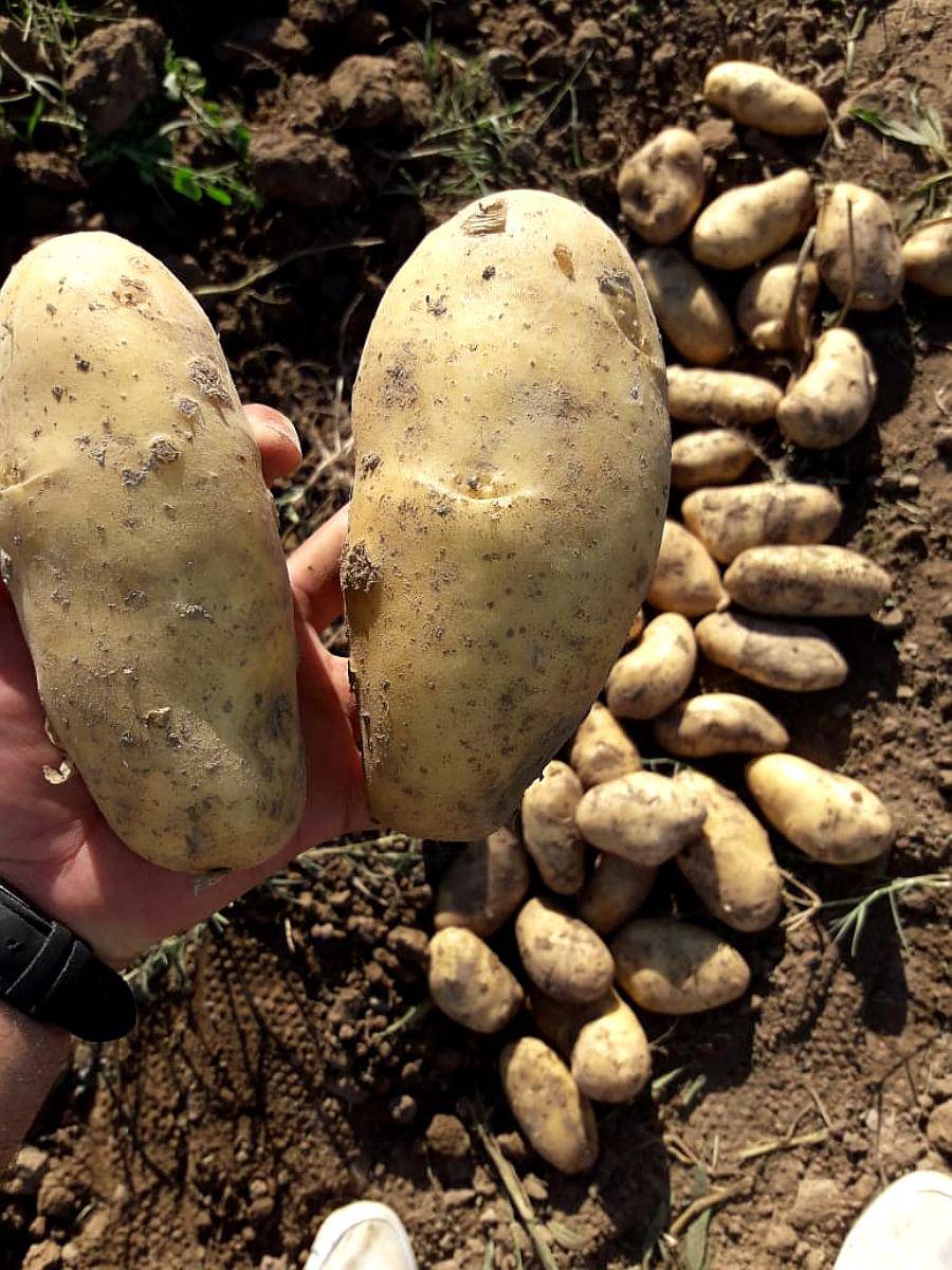 Papa y Cebolla Envíos a Todo el Pías.