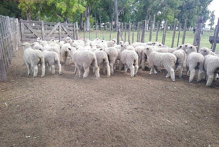 Corderas Seleccionadas para Madres