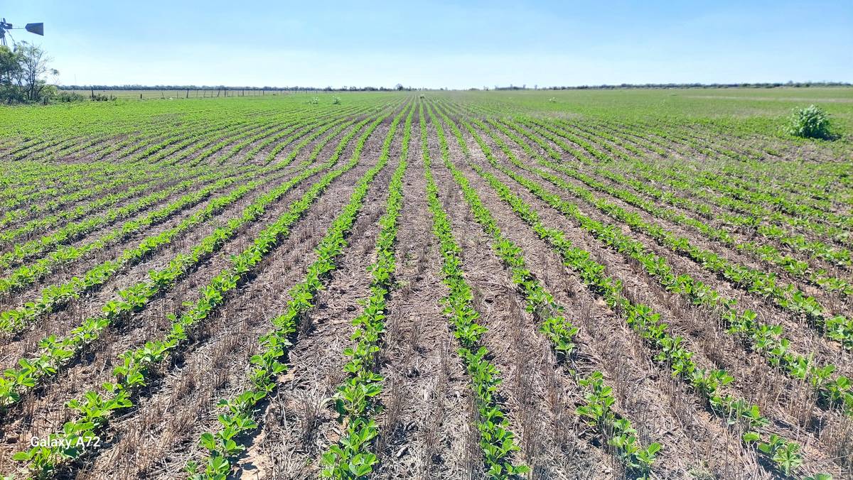 150 Ha y 50 Ha Zona Virginia Suelo 4