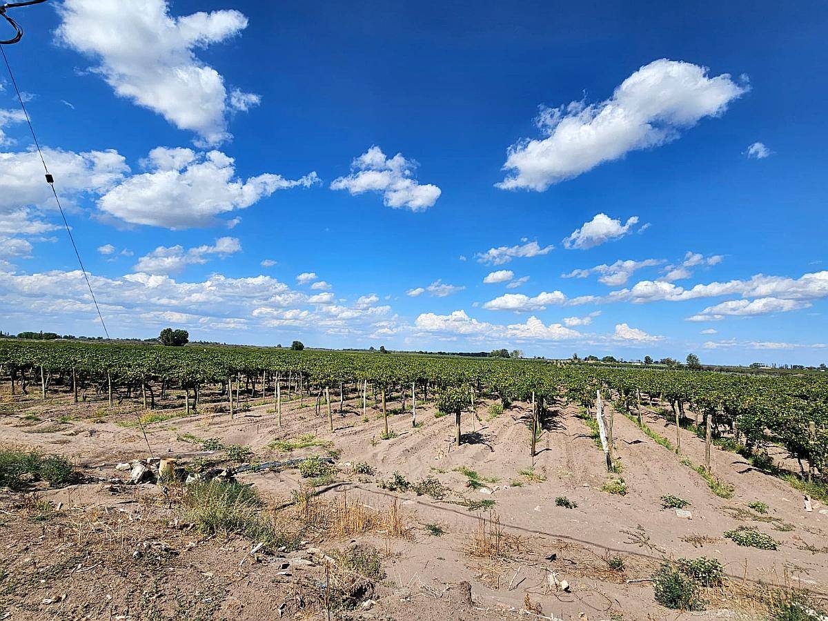 Finca en Tres Porteñas - San Martin - Mendoza