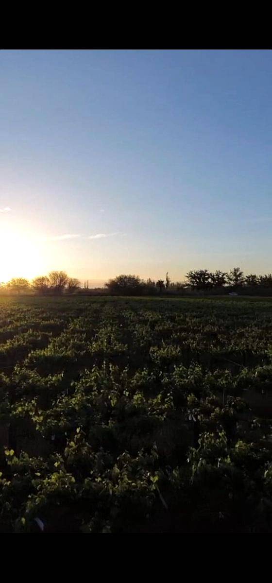 Finca 8has - PIE de Palo - Caucete - San Juan