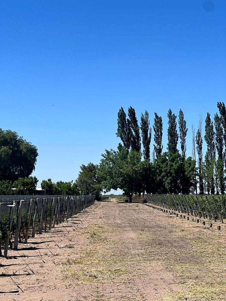 Campo de 25 Ha en Venta – 23 Ha Plantadas - Financia Dueño D