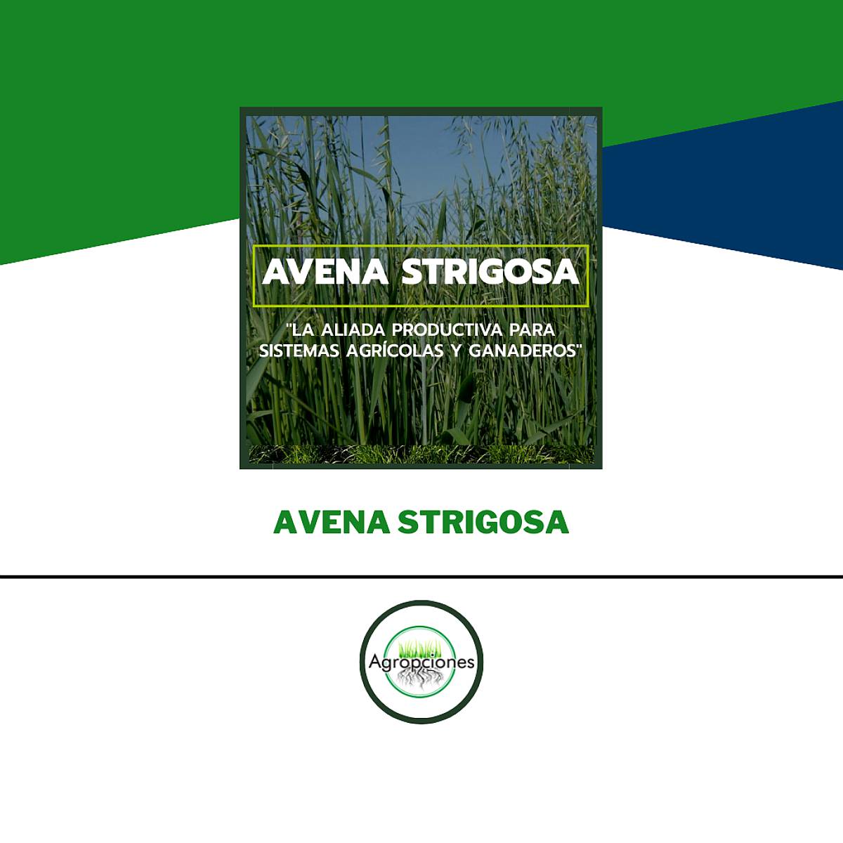 Semilla de Avena Strigosa