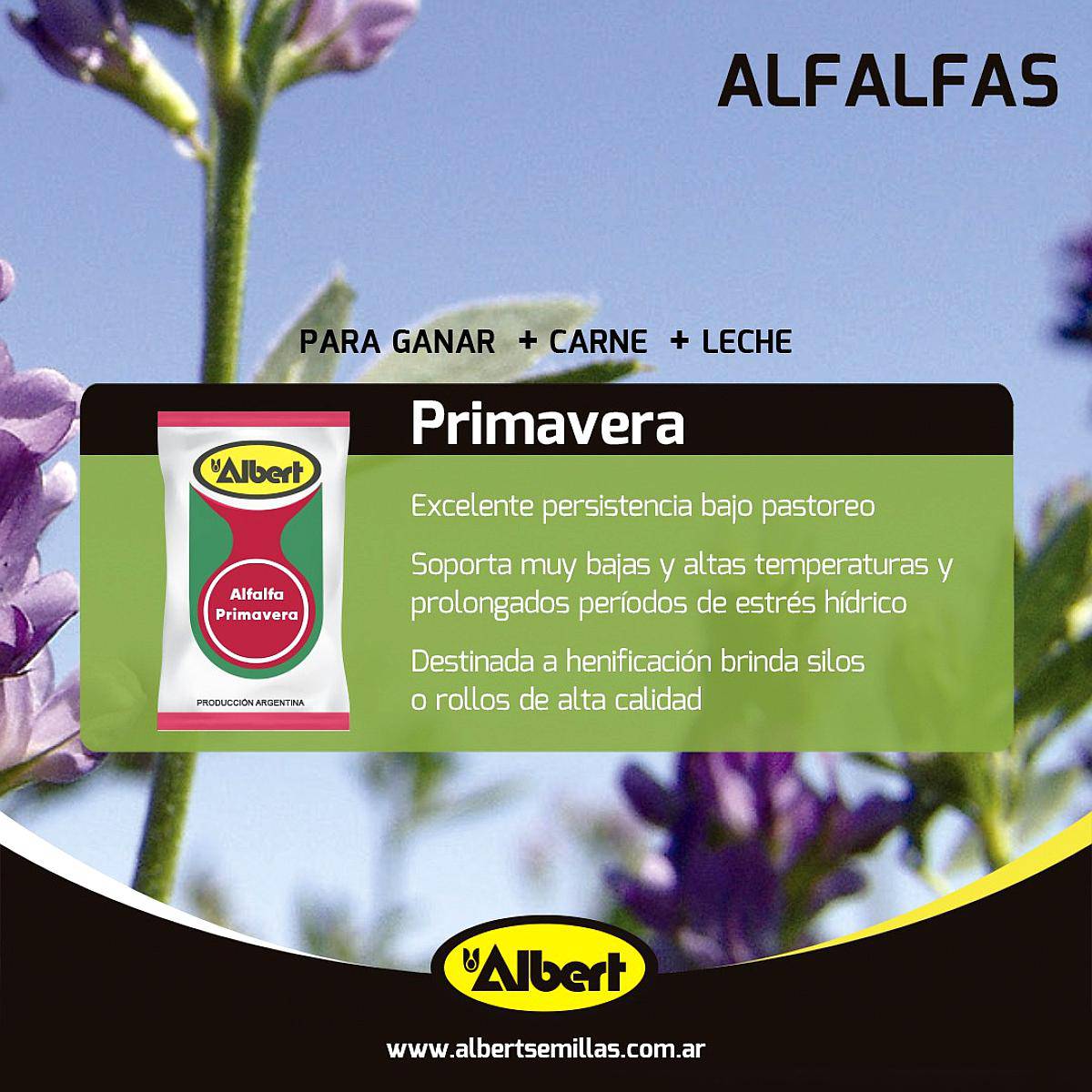 Alfalfa Albert Primavera - Grupo 7