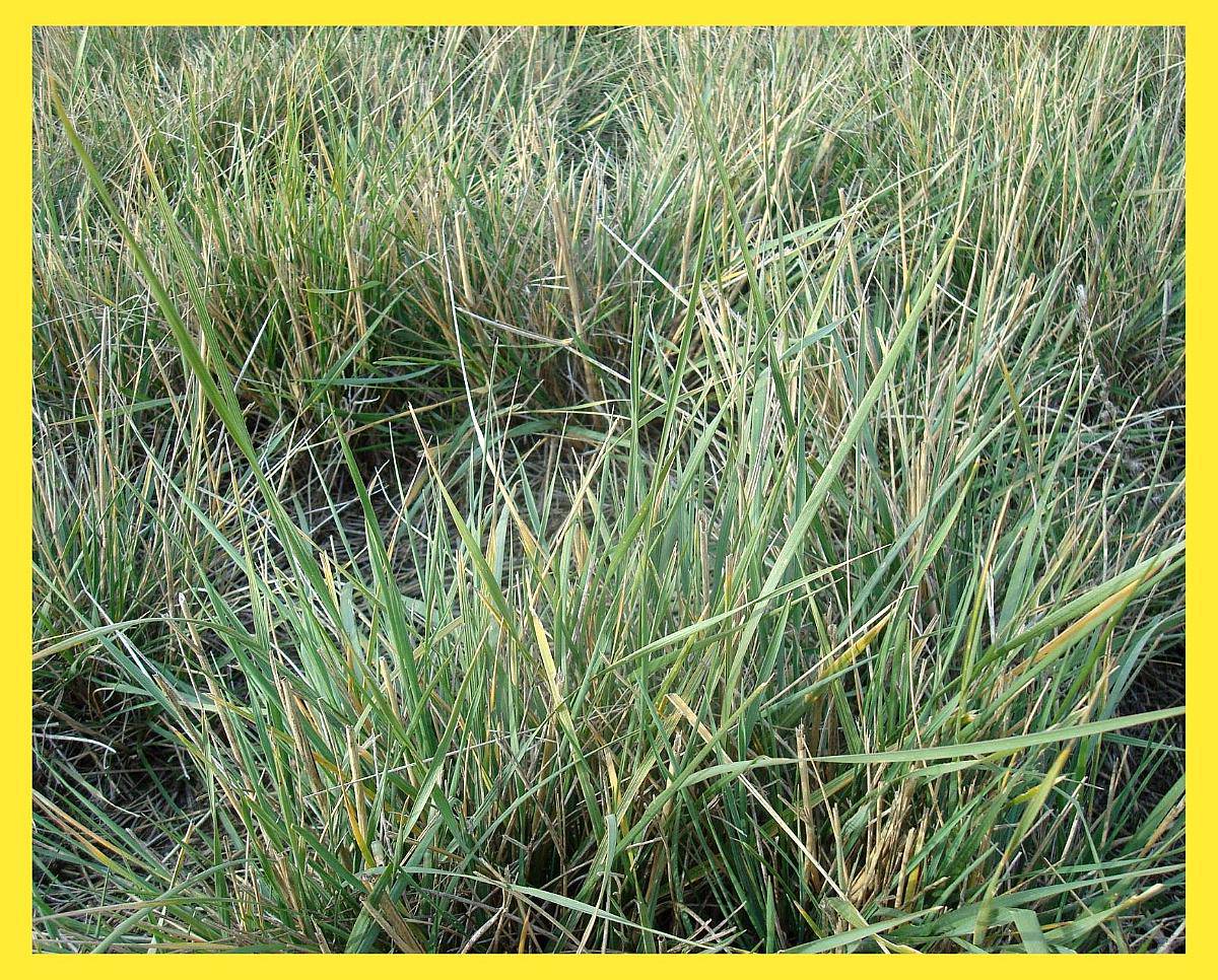 Compramos Agropiro en Zonas Productoras