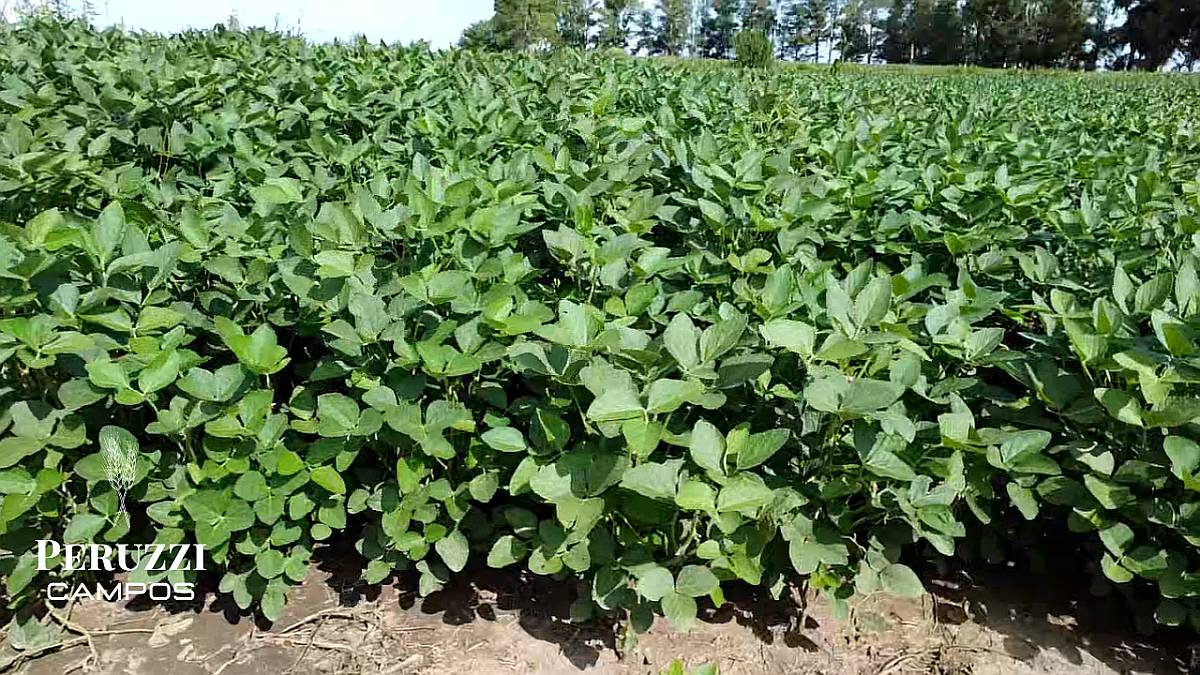 Venta 30 Has Agrícolas en Monje