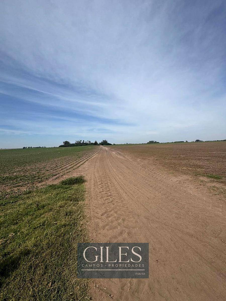 Campo Agrícola 183 Hectáreas