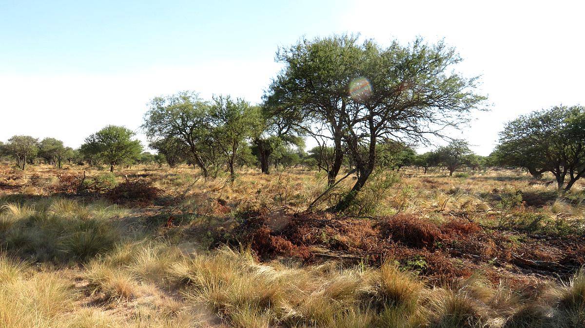 Anchorena- 11400 HA- San Luis