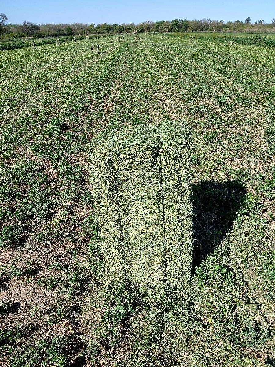 Vendo Fardos de Alfalfa de Primera