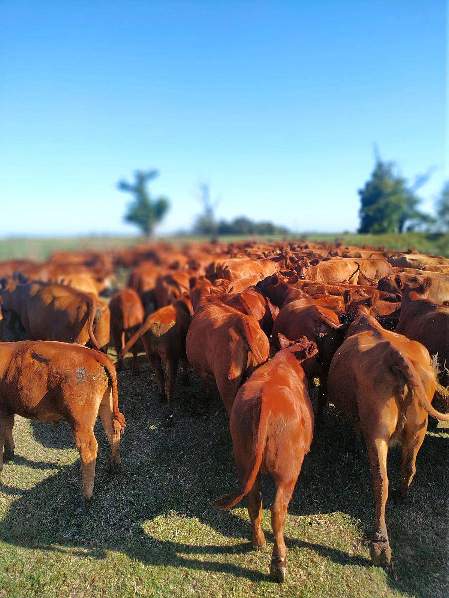 Compro Vacas Preñadas Angus Agroads