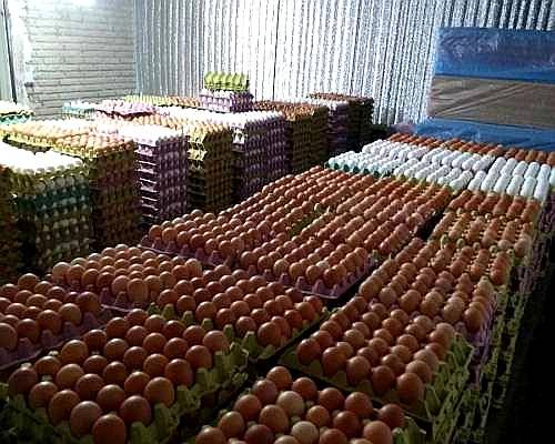 Bebé de Loros y Todas las Especies de Huevos.