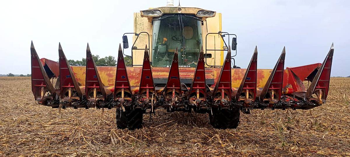 Maicero Mainero 2000, año 2008 de 11 a 52 cm