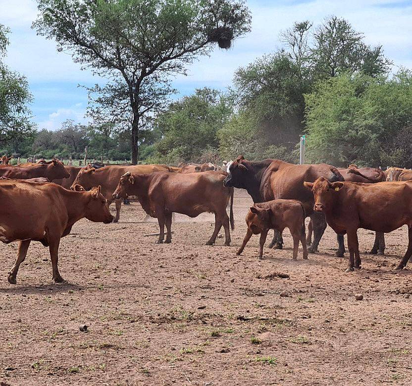 Joaquín V. González, Salta - 1221