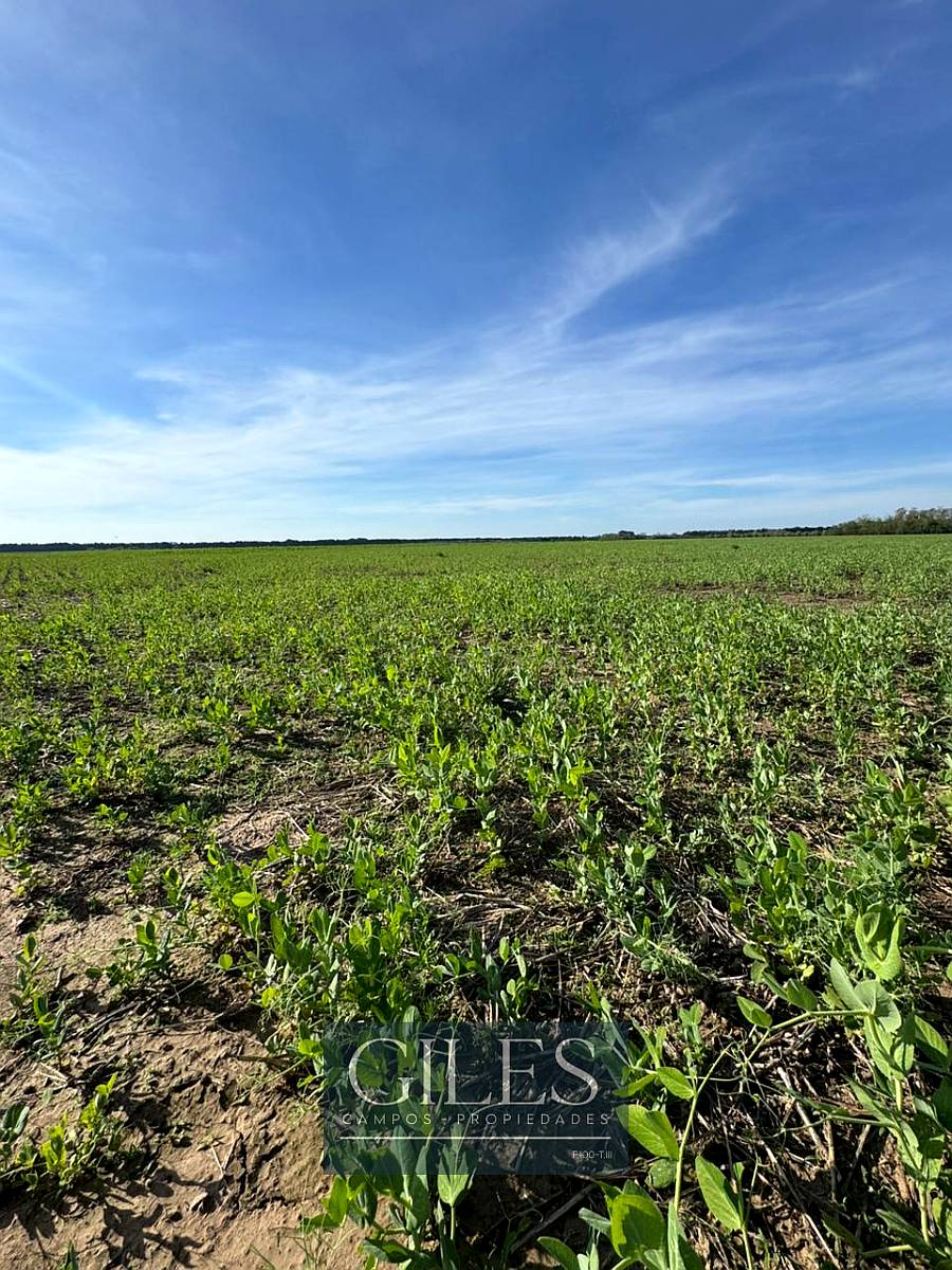 Campo Agrícola 58 Hectáreas