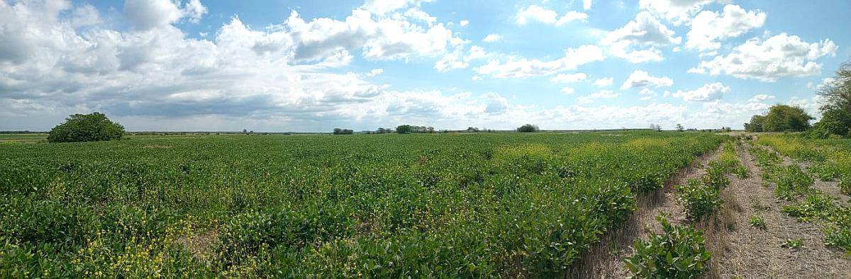 105 Ha Agrícolas. muy Buen Campo. Nogoyá