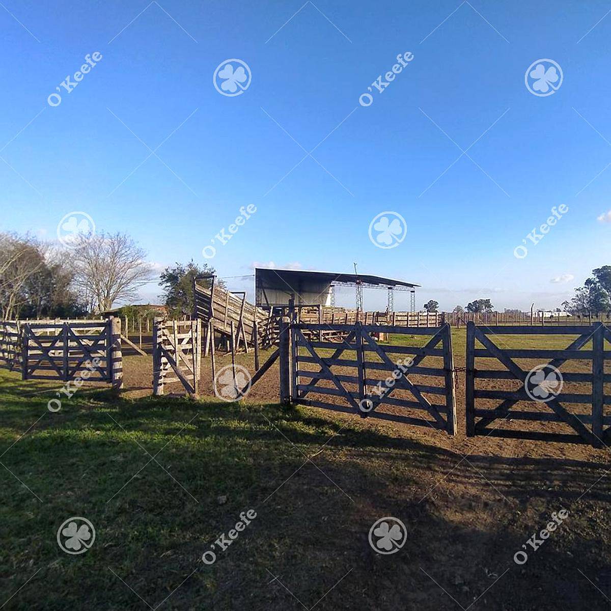 Campo Mixto Brandsen 650 Has