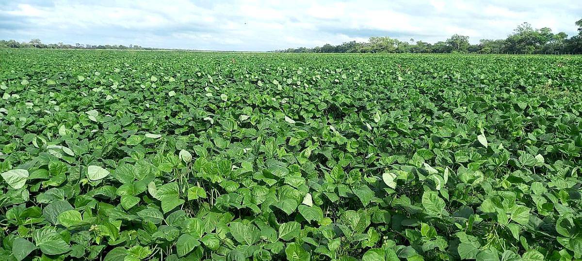 Las LAJITAS-1300 Has.- Agricolas-