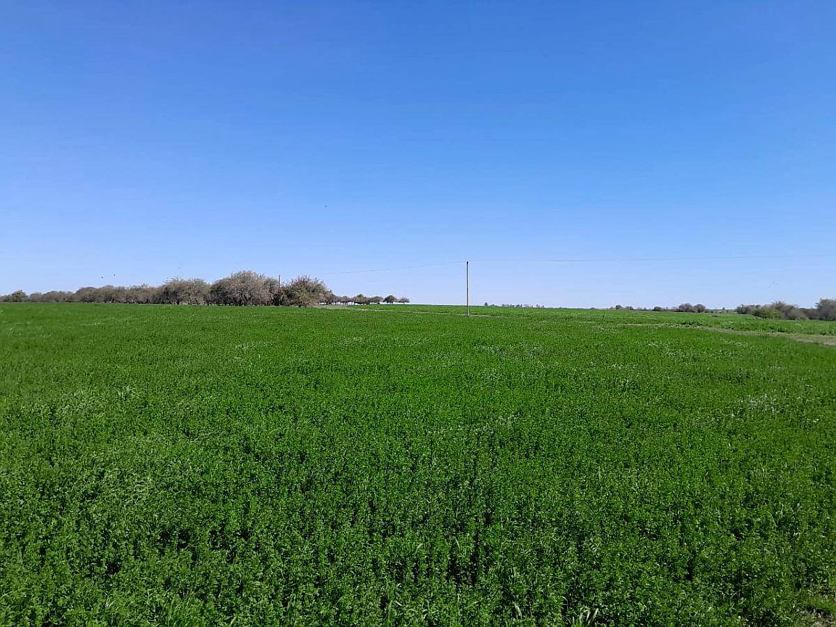 Entre Rios la PAZ Campo Mixto 13500 Hect