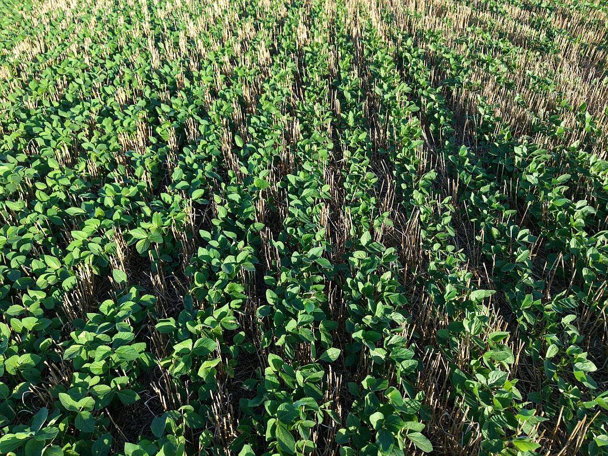 80 HA. Agricolas. Centeno. Santa FE.