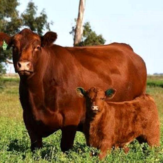 100 Vacas con Cria Angus